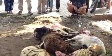 DKM Masjid Nurul Hasanah Perumahan Puri Serang Hijau Sembelih 26 Hewan Qurban