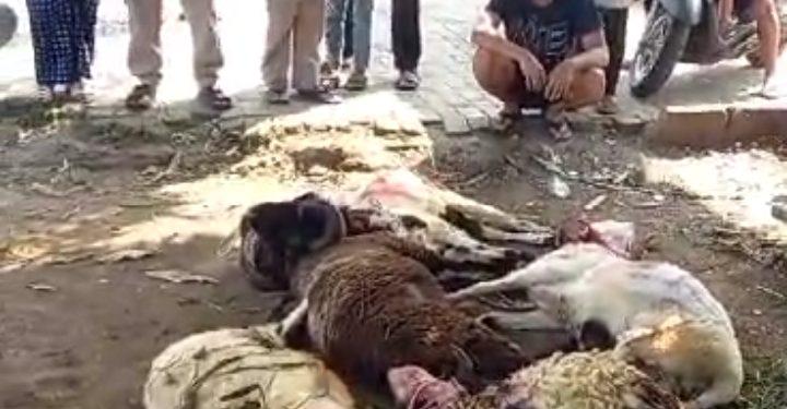 DKM Masjid Nurul Hasanah Perumahan Puri Serang Hijau Sembelih 26 Hewan Qurban