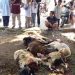 DKM Masjid Nurul Hasanah Perumahan Puri Serang Hijau Sembelih 26 Hewan Qurban