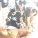 DPD PJBN (Paguron Jalak Banten Nusantara) Kota Serang Sembelih Hewan Qurban 1 Ekor Sapi