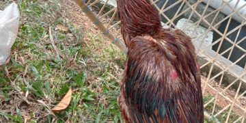 Lagi Asik Main Judi Sabung Ayam Tiba-tiba Digerebek Unit Jatrantas Polres Serang