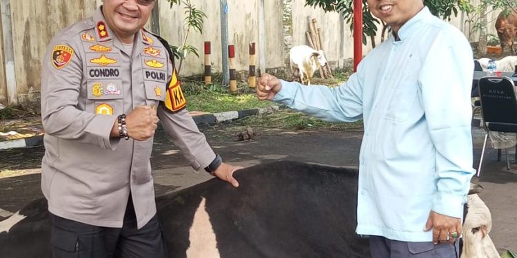 Kapolres Serang Siapkan Sapi Kurban Bobot Lebih Dari 1 Ton