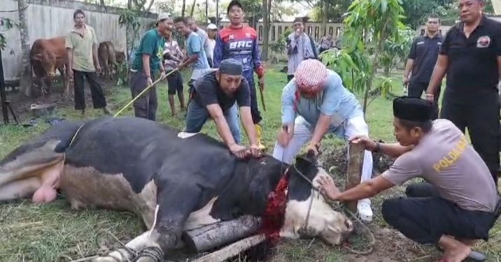Kapolres Serang Sembelih Sapi Kurban Berbobot 1 Ton