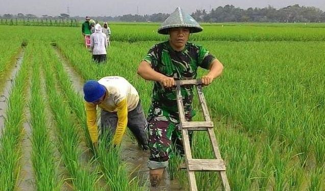 Anggota Babinsa Koramil 0602-16/Ciruas Gelar Kegiatan Ketahanan Pangan Bersama Kelompok Tani di Desa Kaserangan